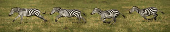 zebra